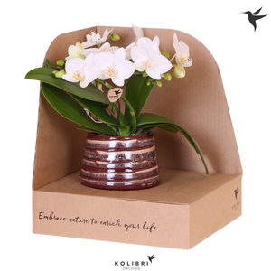 Kolibri Orchids Phalaenopsis Halo white in Moonstone pot red in showbox