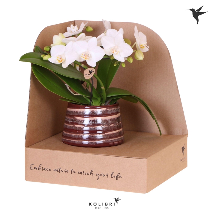 <h4>Kolibri Orchids Phalaenopsis Halo white in Moonstone pot red in showbox</h4>
