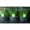 Allium schoenoprasum
