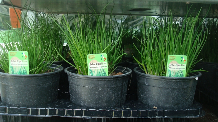 Allium schoenoprasum