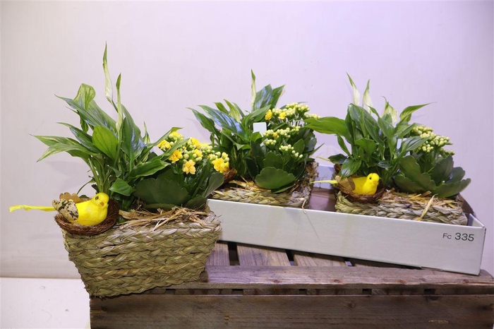 <h4>Arr Kamerpl In Wilgenteen Mandje</h4>