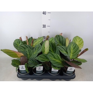Calathea   ...