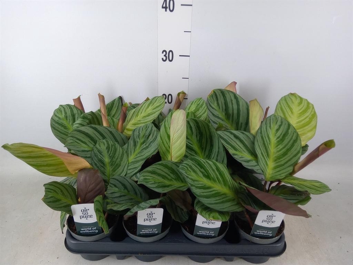 <h4>Calathea   ...</h4>