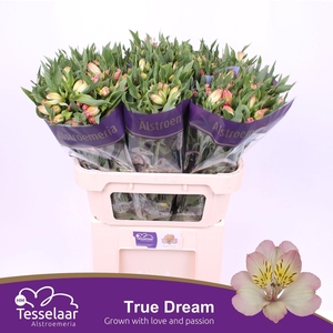 Alstroemeria True Dream