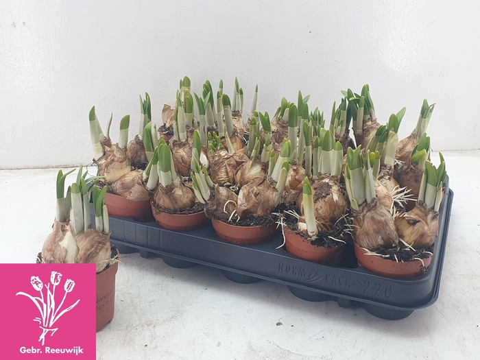 arr8 Narc O Tete A Tete