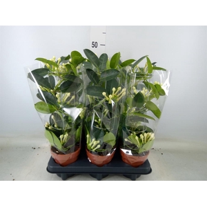 Stephanotis floribunda   ...