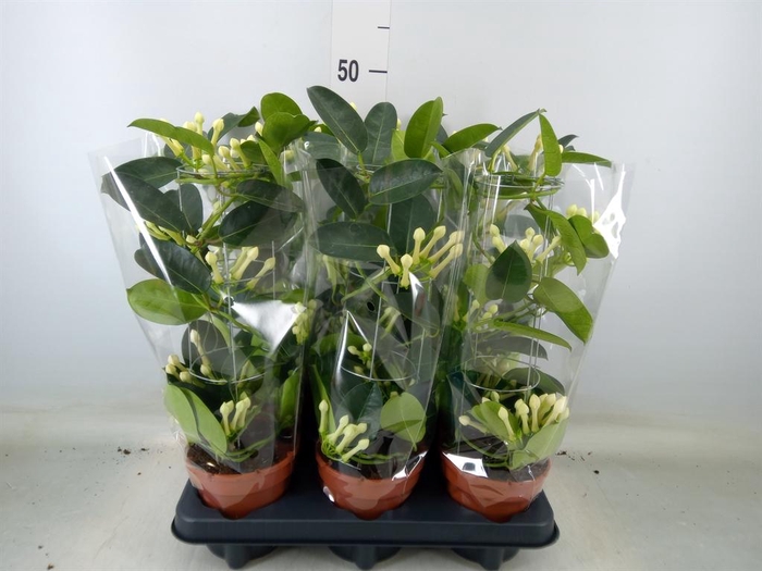 <h4>Stephanotis floribunda   ...</h4>
