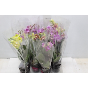 PHALAENOPSIS MINI P09 2 HT PREMIUM