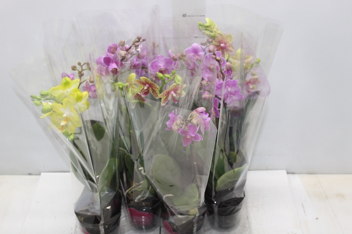 <h4>PHALAENOPSIS MINI P09 2 HT PREMIUM</h4>