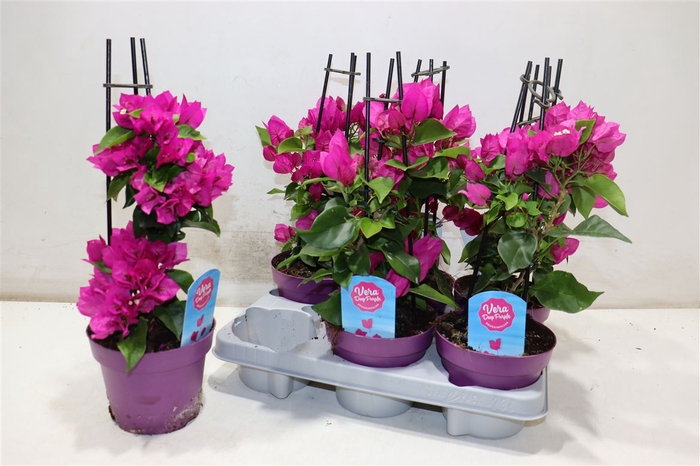 <h4>arr8 Bougainv Vera D P Im</h4>
