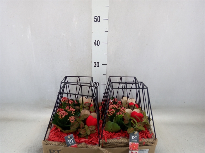 <h4>Arr.   Planten L%</h4>