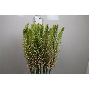 Eremurus Romance