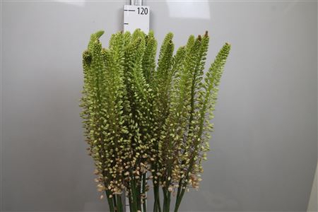 <h4>Eremurus Romance</h4>