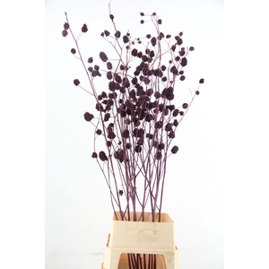 Glycyrrhiza Metallic Bordeaux Glitter