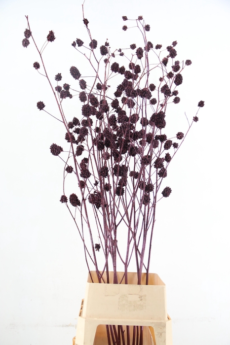 <h4>Glycyrrhiza Metallic Bordeaux Glitter</h4>