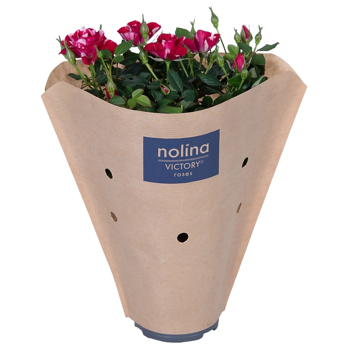 <h4>Rosa Gigi Parade</h4>