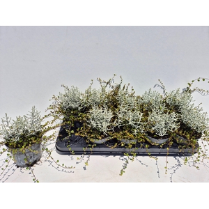 LEUCOPH BROWNII