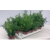 Asparagus dens. 'Sprengeri'