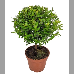 MYRTUS COM