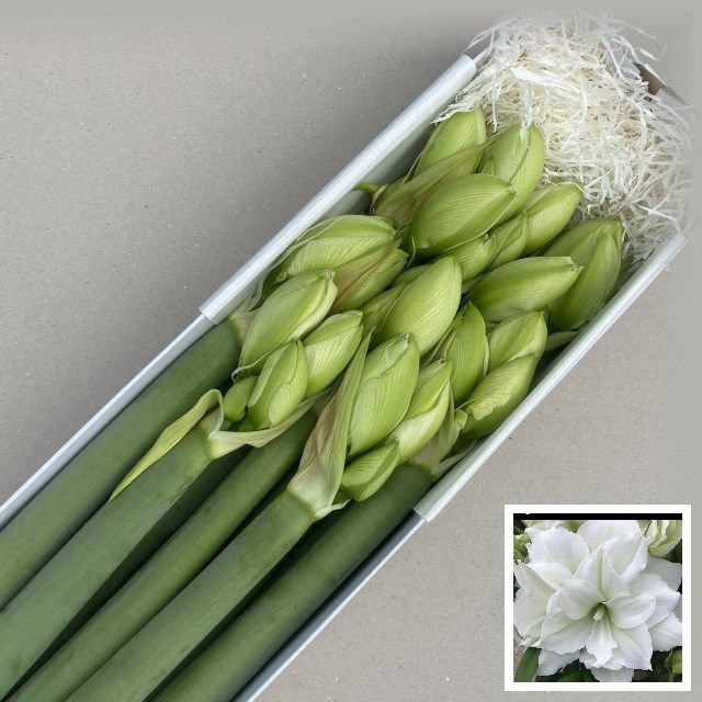 <h4>Hippeastrum Du Wimbledon</h4>