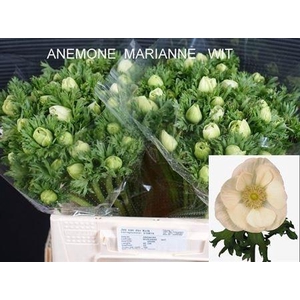 Anemone Marianne White Green Centre