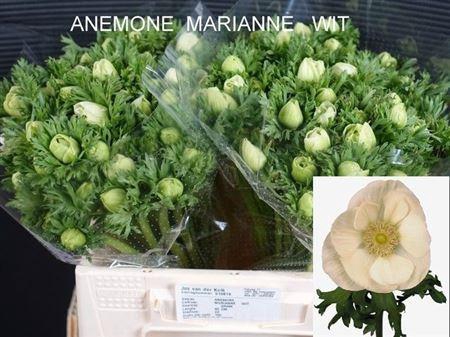 <h4>Anemone Marianne White Green Centre</h4>