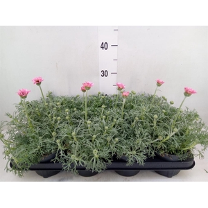 Rhodanthemum hosm. 'Zagora Pink'