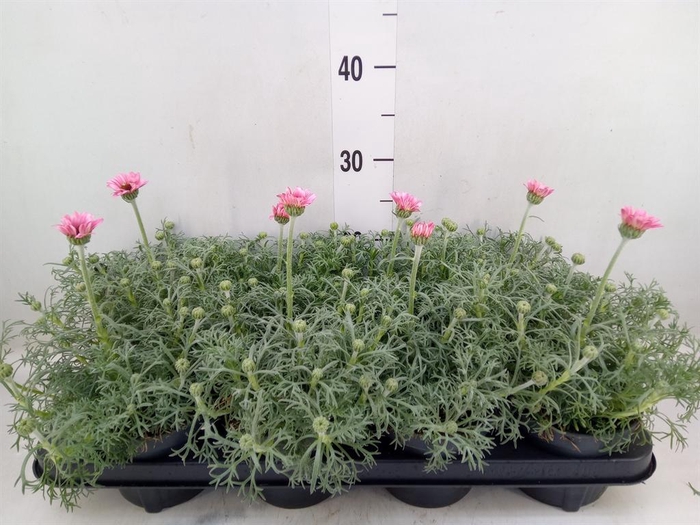 <h4>Rhodanthemum hosm. 'Zagora Pink'</h4>