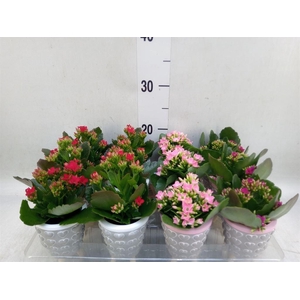 Kalanchoe   ...