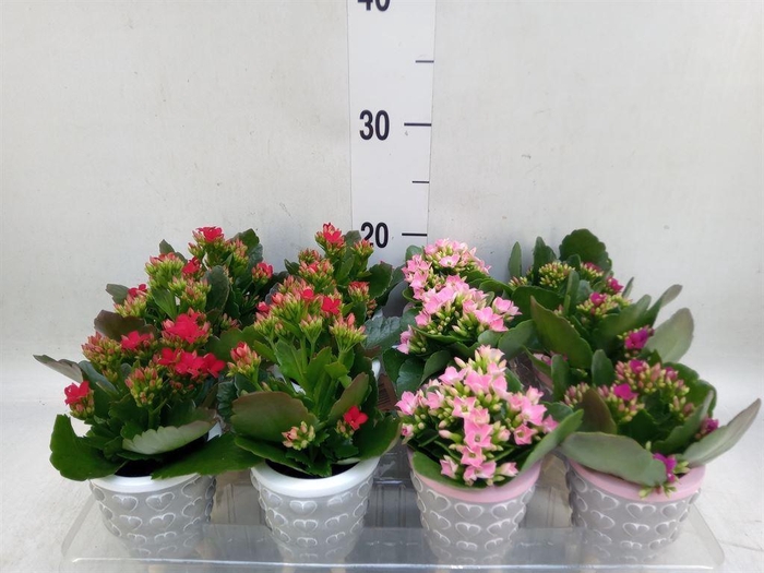 <h4>Kalanchoe   ...</h4>