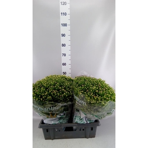 Chrysanthemum  'Jasoda'  ..mix