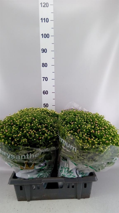 <h4>Chrysanthemum  'Jasoda'  ..mix</h4>