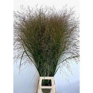 Siergras Panicum Vi Thundercloud