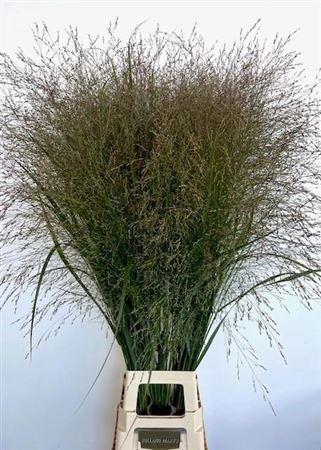 <h4>Siergras Panicum Vi Thundercloud</h4>