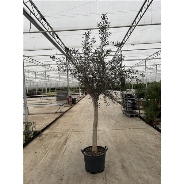 <h4>Olea europaea</h4>