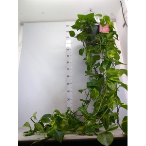 Epipremnum pinn. 'Aureum'