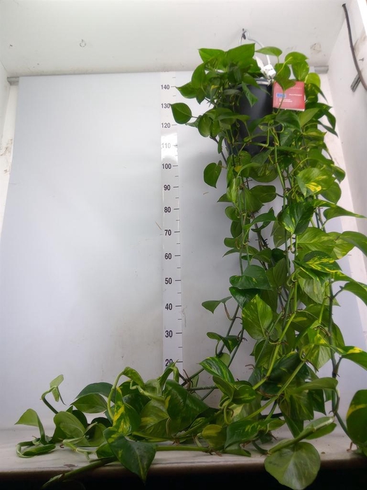 <h4>Epipremnum pinn. 'Aureum'</h4>