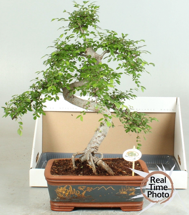 <h4>BONSAI GEM</h4>