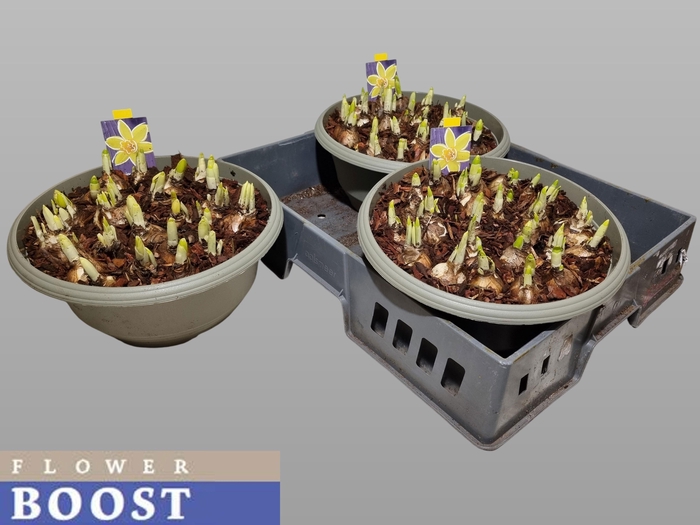 <h4>NARC O TETE A TETE</h4>