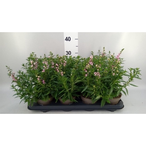 Angelonia  'Serena Lavender'