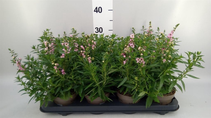 <h4>Angelonia  'Serena Lavender'</h4>