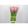 Zantedeschia Eydolls Purple Pink