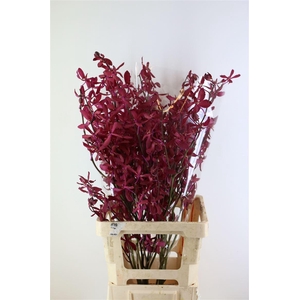 D Arachnis Top Red Xl