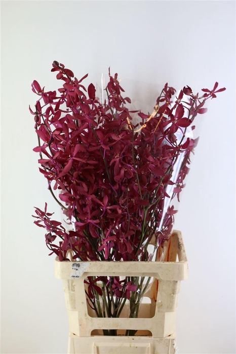 <h4>D Arachnis Top Red Xl</h4>