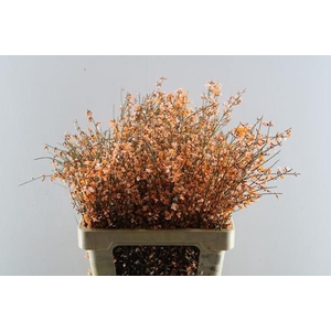 Genista Klb Bs Oranje