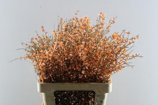 <h4>Genista Klb Bs Oranje</h4>