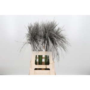 Miscanthus Kl Bh Platina