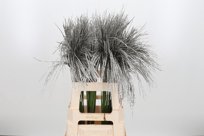 <h4>Miscanthus Kl Bh Platina</h4>