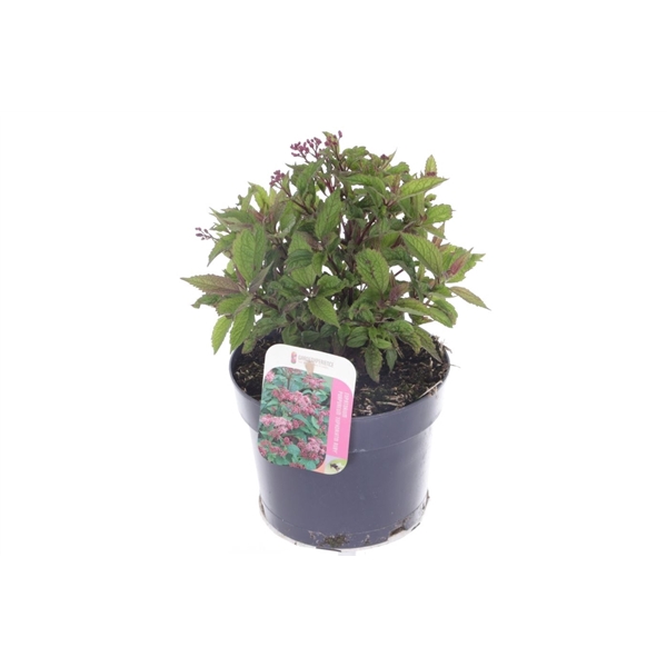 <h4>Eupatorium purp. Ruby</h4>