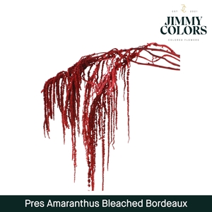 Dried Amaranthus Bordeaux